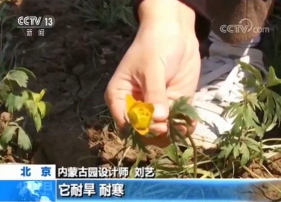 【魅力世園會(huì)】?jī)?nèi)蒙古園：壯美的北疆畫卷