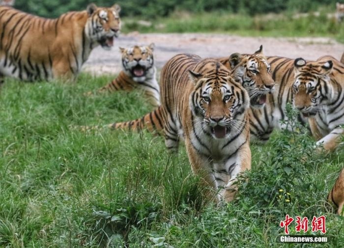黑龍江省牡丹江市，中國橫道河子貓科動物飼養(yǎng)繁育中心內(nèi)的老虎。