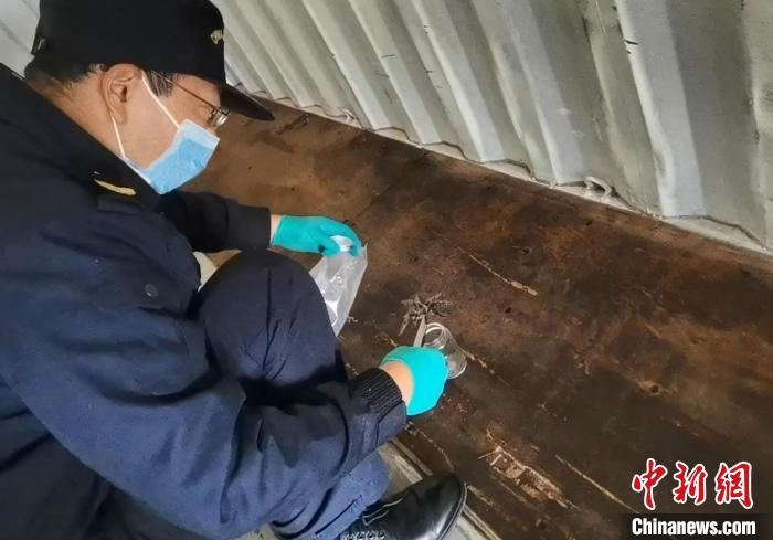 張家港海關(guān)工作人員截獲捕鳥(niǎo)蛛?！⊥踅〕?攝