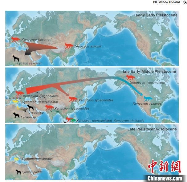 非洲野犬-異豺支系的演化脈絡(luò)圖。　中科院古脊椎所 供圖