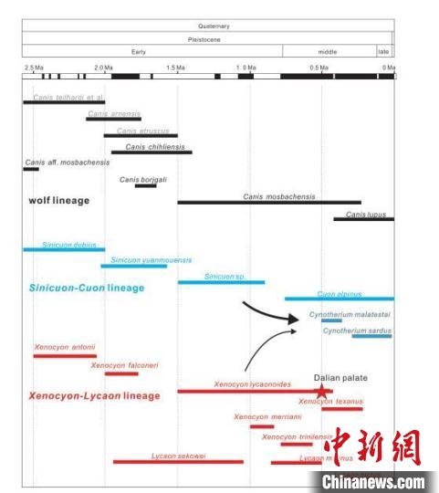 第四紀主要犬族成員分布年代圖?！≈锌圃汗偶棺邓?供圖