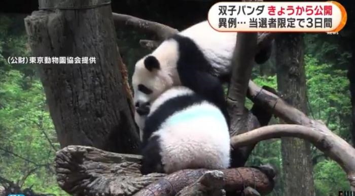 12日，日本東京上野動(dòng)物園的旅日雙胞胎熊貓開始同游客見面。(圖片來源：日本富士電視臺(tái)視頻截圖)