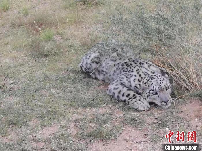 圖為在四子王旗發(fā)現(xiàn)的雪豹(資料圖)?！∷淖油跗炀焦﹫D