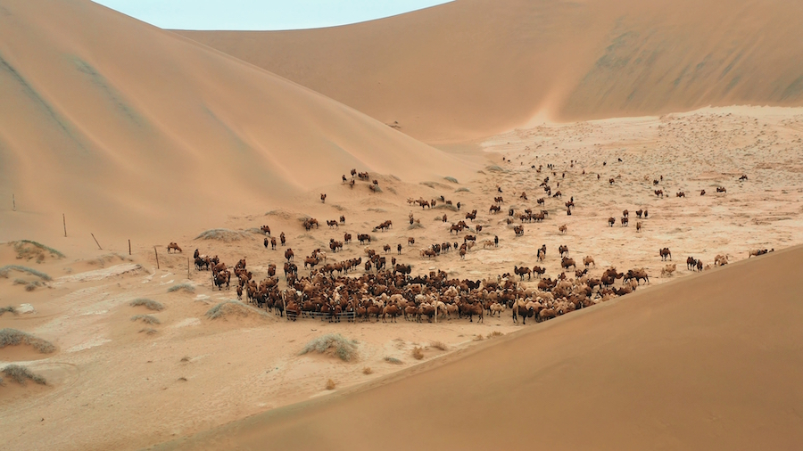 駱駝轉場 (5).jpg