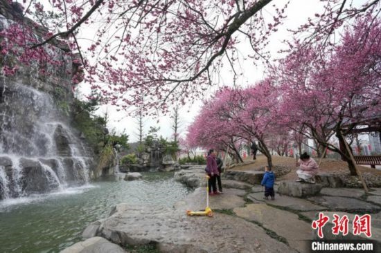2月23日，市民在乾藝梅園景區(qū)觀賞綻放的梅花。陳興輝 攝