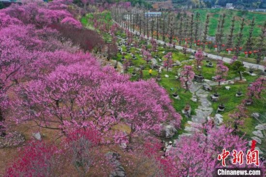 2月23日，航拍乾藝梅園景區(qū)綻放的梅花。瞿宏倫 攝