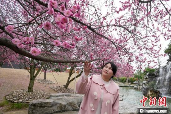 2月23日，市民在乾藝梅園景區(qū)觀賞綻放的梅花。陳興輝 攝