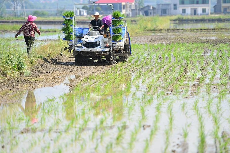 △2023年4月26日，湖南湘潭市雨湖區(qū)姜畬鎮(zhèn)易建河村的一處高標準農(nóng)田，農(nóng)民駕駛插秧機插秧。