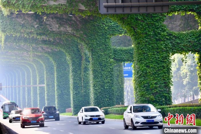 車(chē)輛從長(zhǎng)滿爬山虎的橋墩旁經(jīng)過(guò)?！埨?攝