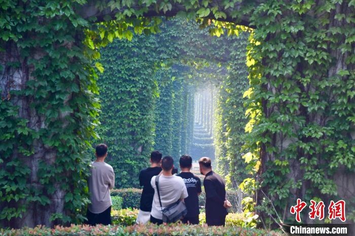 攝影愛(ài)好者打卡“綠野仙蹤”景觀?！埨?攝