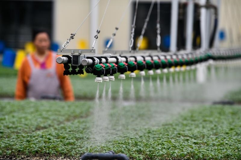 工人在貴陽(yáng)市開陽(yáng)縣楠木渡蔬菜良種繁育中心查看自動(dòng)噴灌系統(tǒng)給辣椒苗澆水情況（2023年5月24日攝）。新華社記者 楊文斌 攝