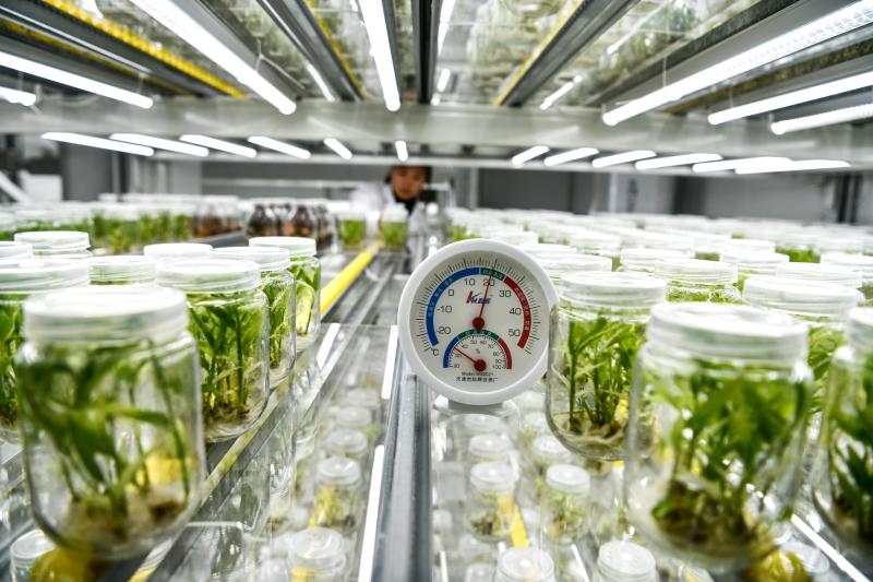 工作人員在貴陽(yáng)市開陽(yáng)縣南江蔬菜良種繁育中心的組培中心查看姜苗生長(zhǎng)情況（2023年5月23日攝）。新華社記者 楊文斌 攝