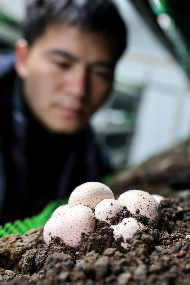 工作人員在貴陽(yáng)市白云區(qū)食用菌產(chǎn)業(yè)示范園智能菇房?jī)?nèi)查看菌菇生長(zhǎng)情況（2022年2月14日攝）。新華社記者 歐東衢 攝