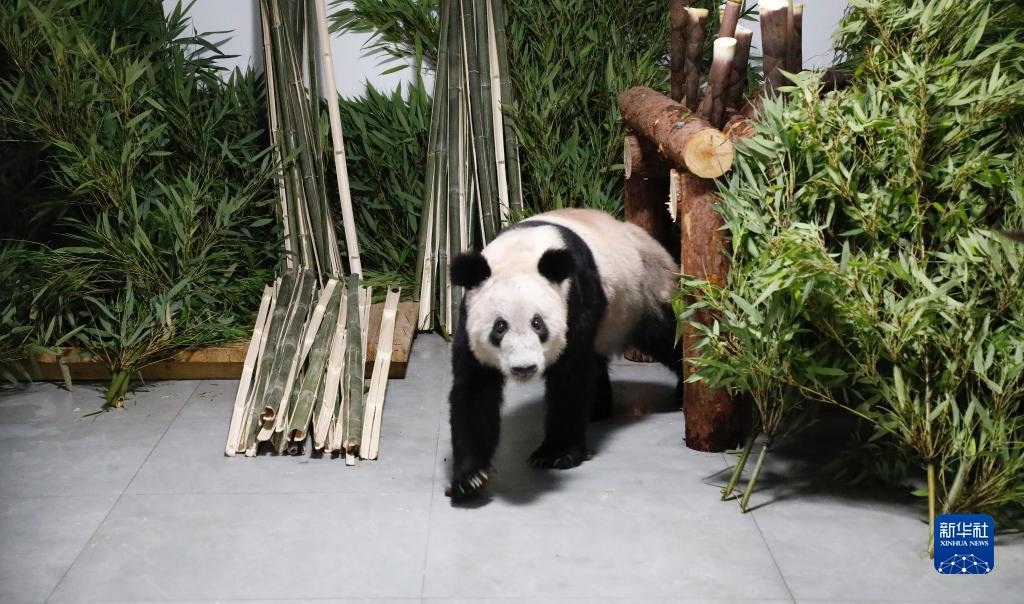 5月29日，大熊貓“丫丫”回到北京動物園。新華社發(fā)（付卓新 攝）