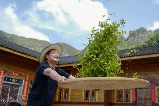 2023年4月19日，重慶市南川區(qū)德隆鎮(zhèn)茶樹村一個居民點，制茶工藝傳承人在幫助村民翻曬新鮮茶葉。