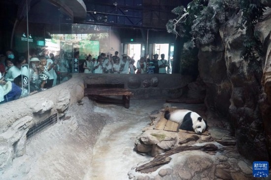 6月22日，游客在北京動(dòng)物園大熊貓館參觀(guān)。新華社記者 任超 攝