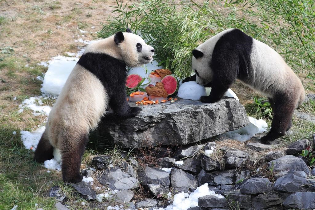 在比利時(shí)天堂動(dòng)物園，大熊貓“寶弟”（左）、“寶妹”享用“生日大餐”。