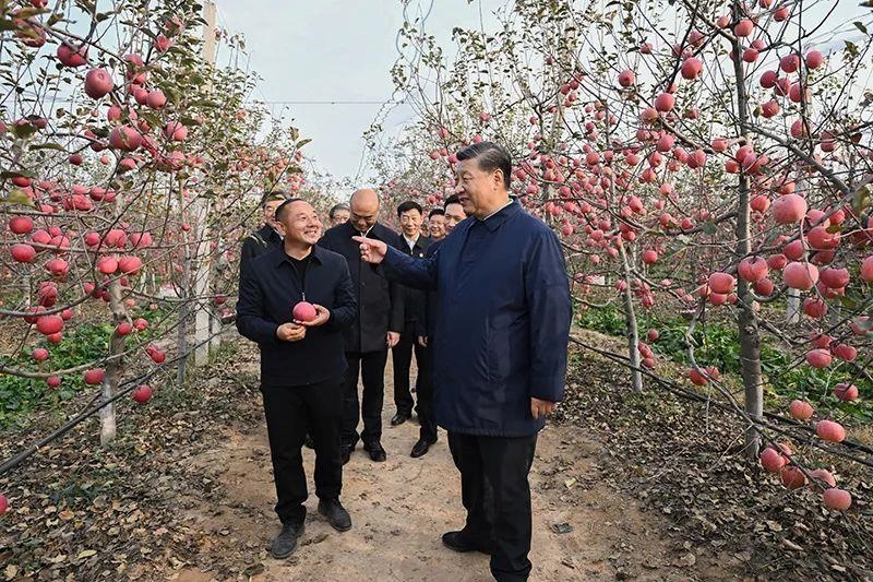 △2022年10月26日，陜西延安高橋鎮(zhèn)南溝村，習近平總書記走進果園，向現(xiàn)場采摘的果農了解蘋果收成。