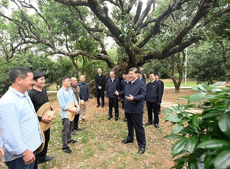 △今年4月11日，習近平總書記在廣東茂名高州市根子鎮(zhèn)柏橋村荔枝種植園，同現(xiàn)場技術人員親切交流。