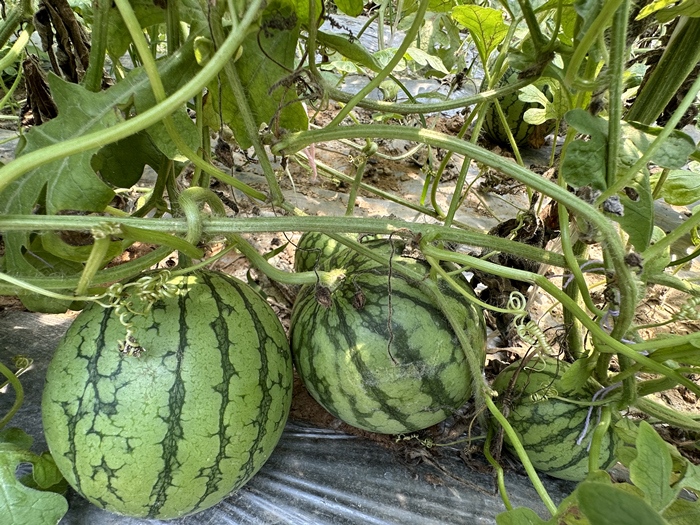 漿水李村瓜果種植基地。王紹紹攝