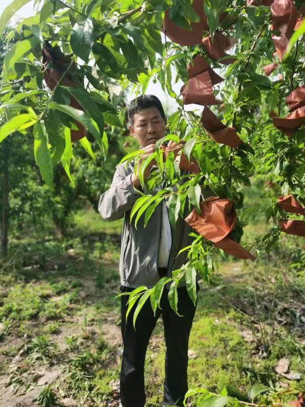 河南長垣樊相鎮(zhèn)谷寨采摘園。王紹紹攝