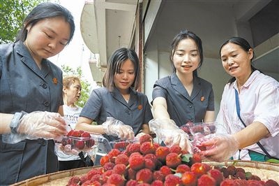 志愿者和村民一起將摘下的楊梅裝進食品盒里。