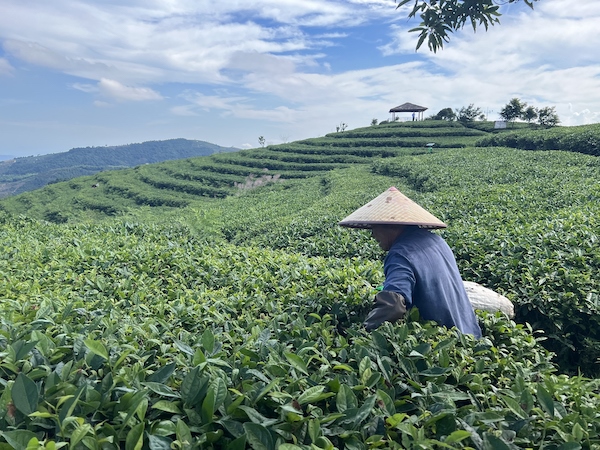 茶農(nóng)正在茶園中采茶。人民網(wǎng) 高清揚攝