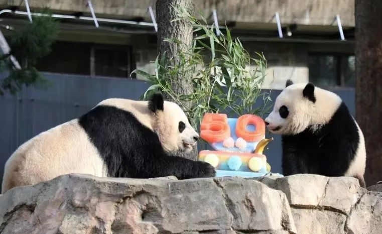2022年，美國國家動物園舉辦活動慶祝大熊貓抵美50周年，園方為大熊貓“美香”“添添”和“小奇跡”一家三口準備了有“50”字樣的冰凍水果蛋糕。（圖片來源：雅安市廣播電視臺）