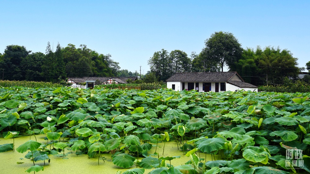 四川眉山，永豐村荷塘。2022年6月，習(xí)近平曾到此調(diào)研鄉(xiāng)村振興情況。（總臺(tái)央廣記者潘毅拍攝）