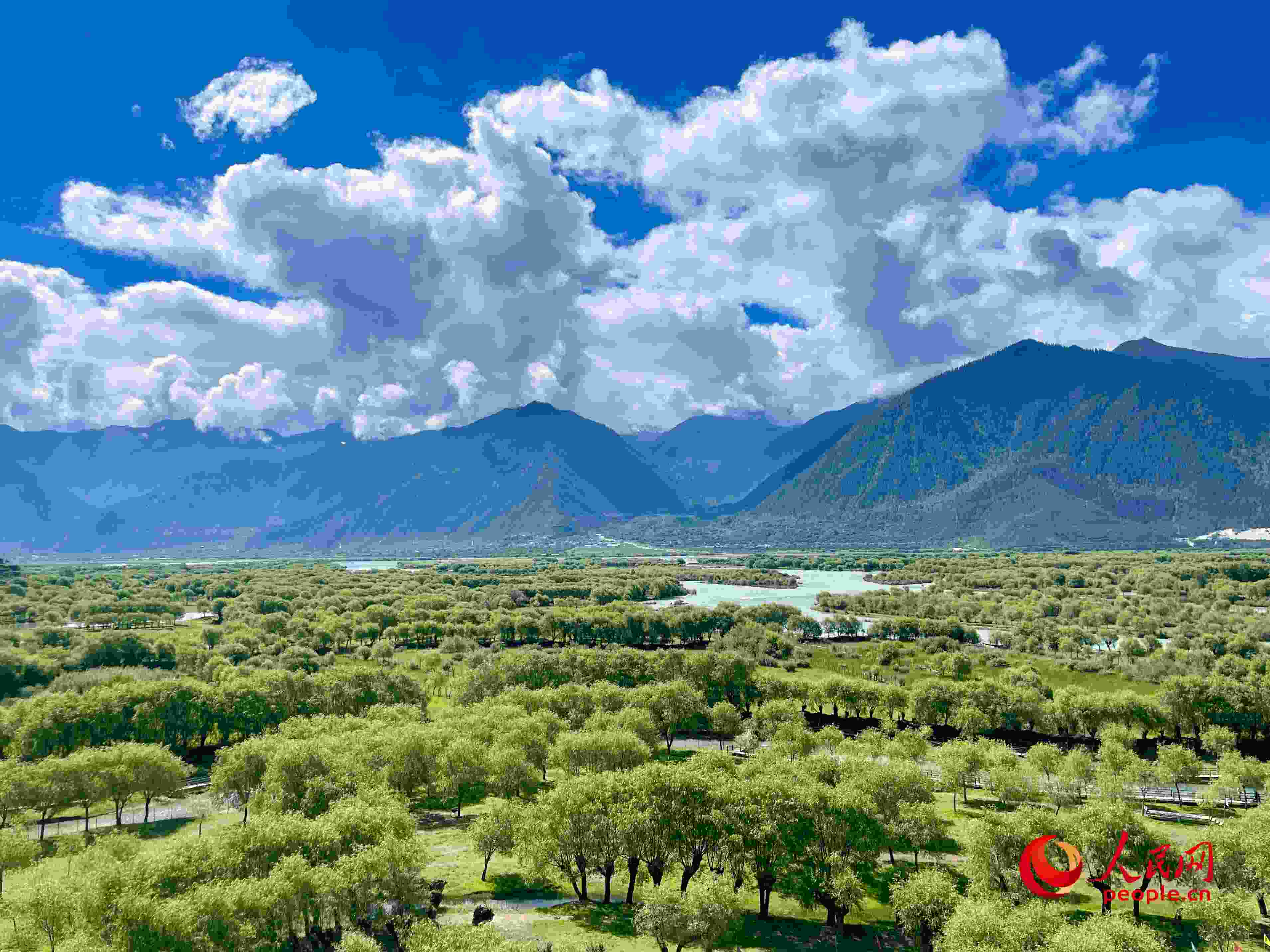 夏日的雅尼國(guó)家濕地公園生機(jī)盎然，如詩(shī)如畫(huà)。人民網(wǎng) 周靜圓攝
