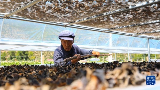 7月29日，在卓尼縣納浪鎮(zhèn)納浪村黑木耳種植基地，農(nóng)戶在翻曬黑木耳。