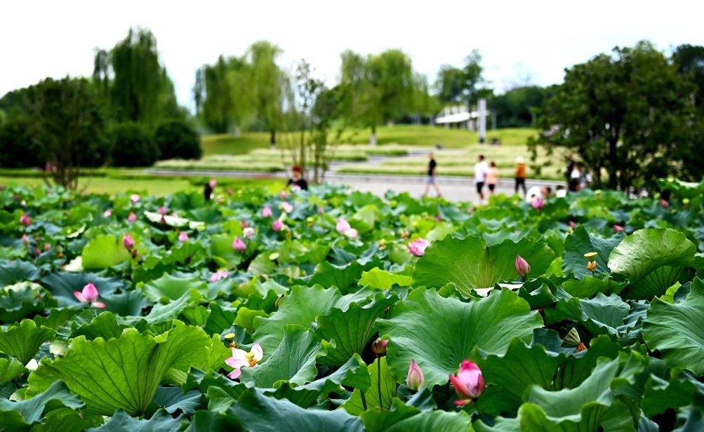 日前，陜西省漢中市漢江兩岸的天漢濕地公園內(nèi)，市民在休閑賞景。新華社記者 劉瀟 攝