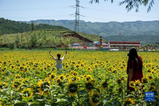 8月12日，游客在寧夏固原市涇源縣大灣鄉(xiāng)楊嶺村向日葵田中拍照。新華社記者 李旭倫 攝