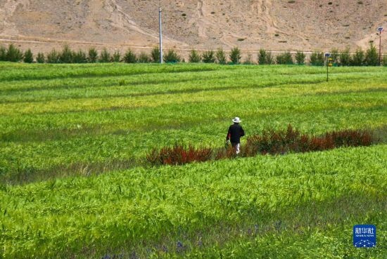 8月12日，西藏阿里地區(qū)普蘭縣赤德村村民在一片青稞田里行走。