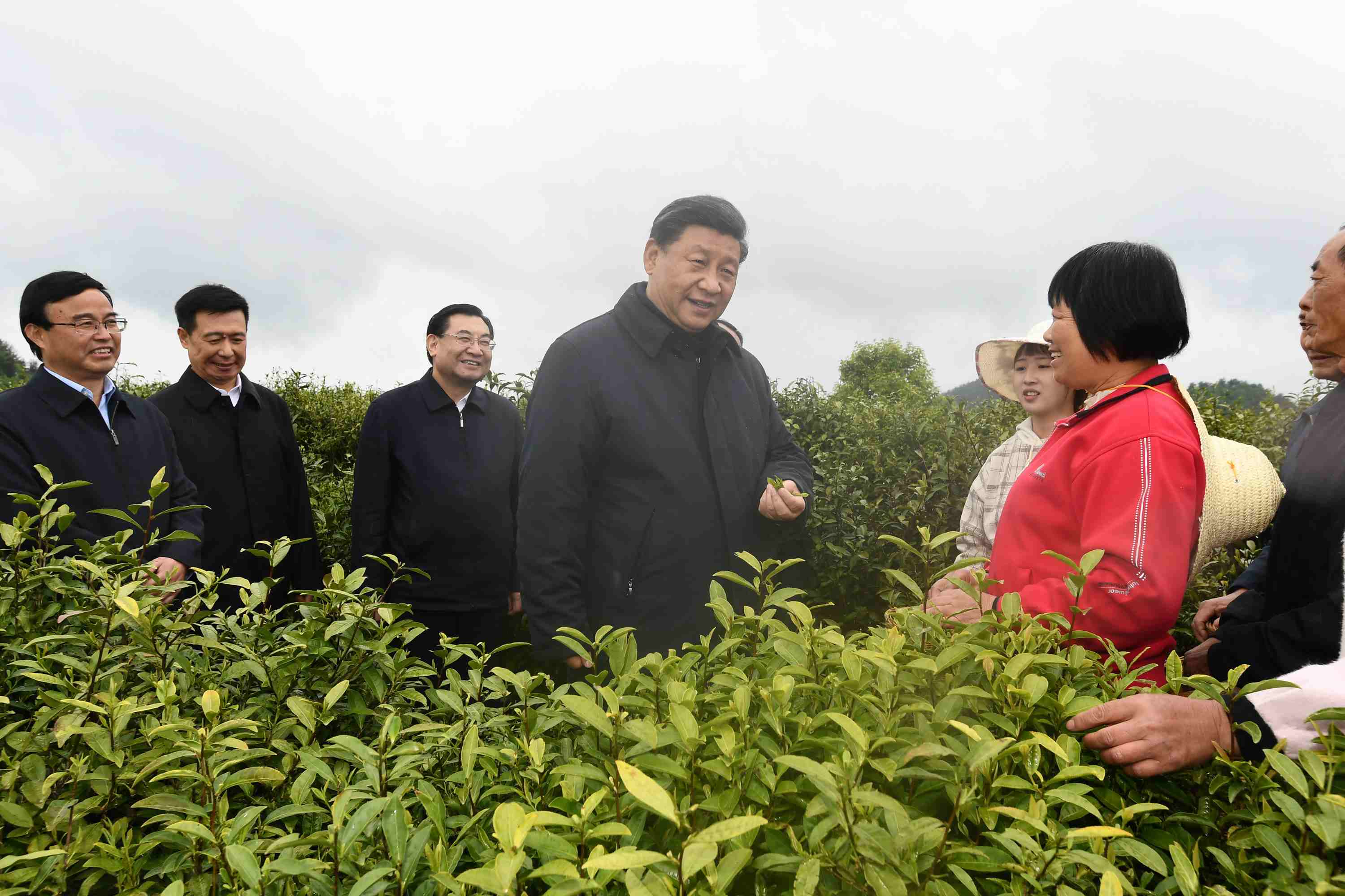 4月20日至23日，中共中央總書記、國家主席、中央軍委主席習(xí)近平在陜西考察。這是4月21日，習(xí)近平在安康市平利縣老縣鎮(zhèn)蔣家坪村女媧鳳凰茶業(yè)現(xiàn)代示范園區(qū)，同茶農(nóng)們親切交談。
