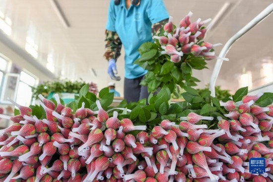 8月17日，農(nóng)民在吉林省德惠市朱城子鎮(zhèn)沿河村程雪家庭農(nóng)場打包玫瑰花。新華社記者 張楠 攝