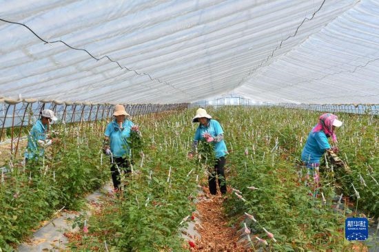 8月17日，農(nóng)民在吉林省德惠市朱城子鎮(zhèn)沿河村程雪家庭農(nóng)場采摘玫瑰花。新華社記者 張楠 攝