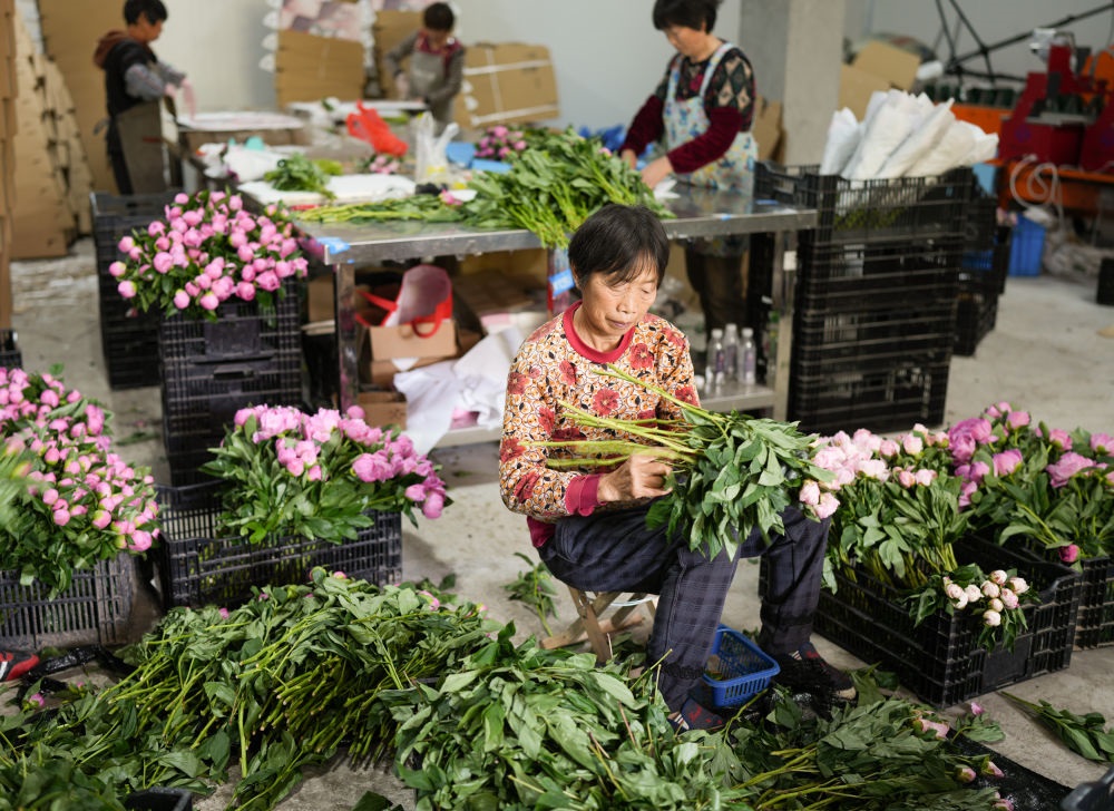在浦江縣杭坪鎮(zhèn)烏漿村的鮮花種植基地，村民在處理芍藥鮮切花，準備發(fā)往各地（5月23日攝）。新華社記者 翁忻旸 攝