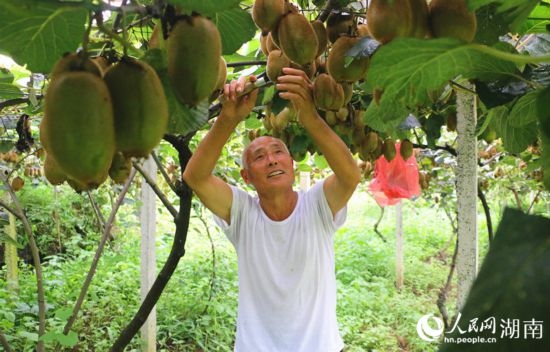 “農(nóng)民專家”丁清清在果園里采摘。 人民網(wǎng)記者 劉賓攝