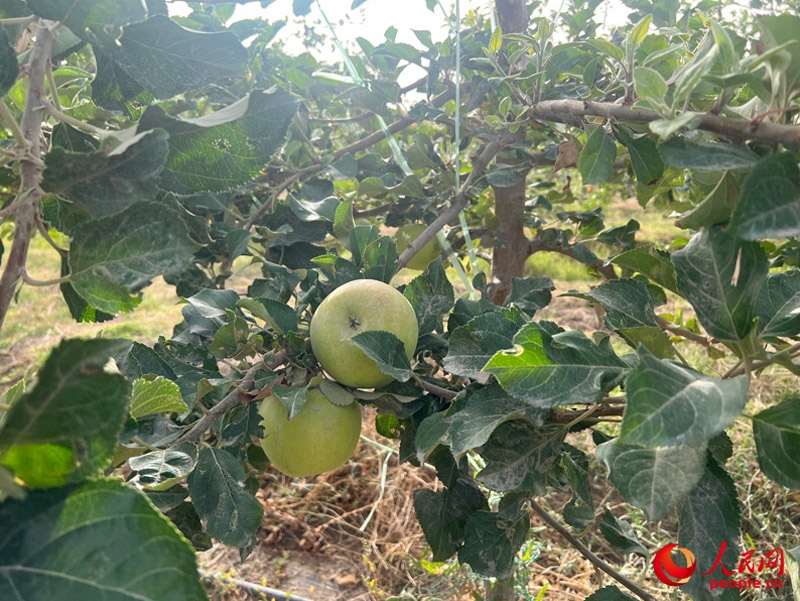 已有蘋果掛在枝頭，10月底即可成熟。人民網(wǎng)記者 常雪梅攝