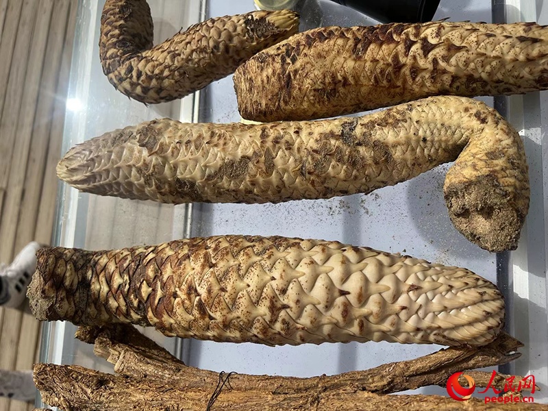 林下經(jīng)濟(jì)作物肉蓯蓉。人民網(wǎng)記者 常雪梅攝