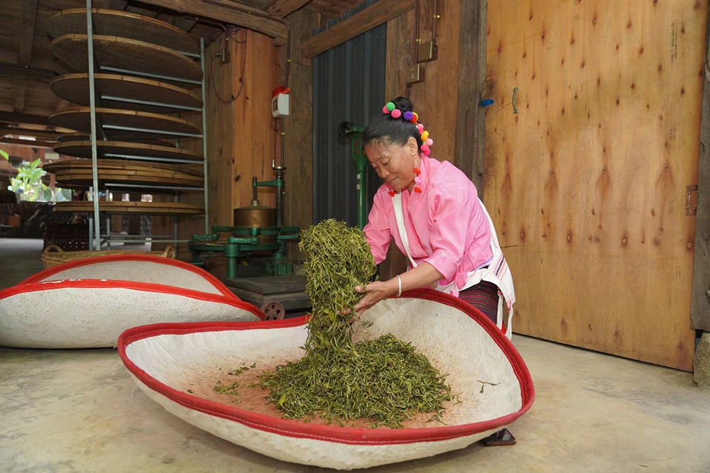 當(dāng)?shù)卮迕裾谌嗄聿枞~。普洱景邁山古茶林保護(hù)管理局供圖
