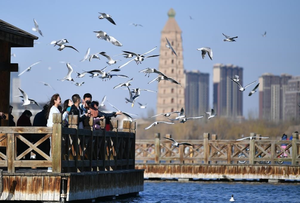 市民在寧夏銀川市海寶公園觀賞候鳥（2023年3月12日攝）。新華社記者王鵬 攝