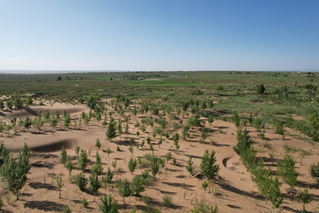 在庫(kù)布其沙漠腹地，牧民已讓10萬畝沙地變綠洲（無人機(jī)照片，2023年6月25日攝）。新華社記者李云平 攝