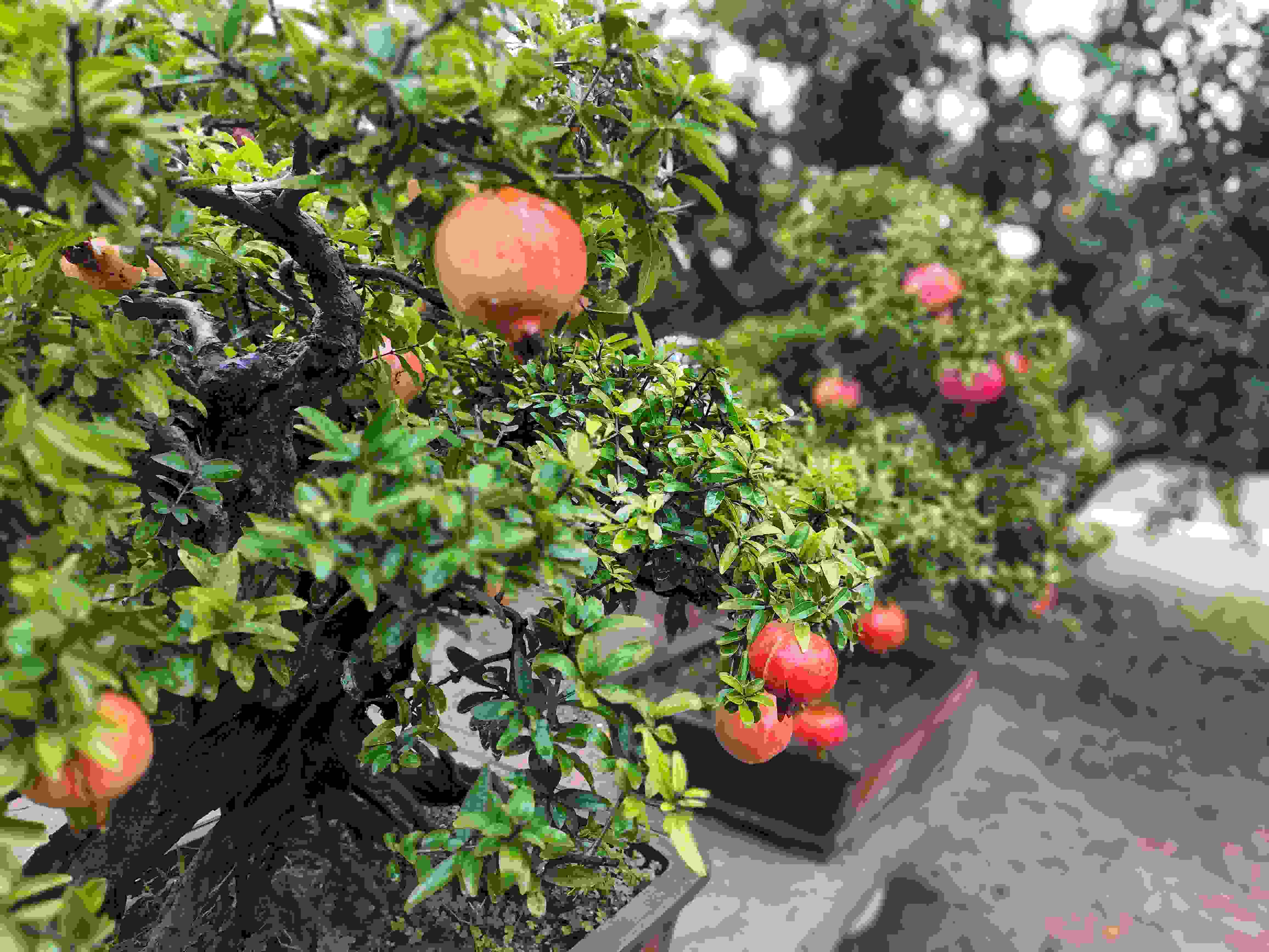 △石榴的發(fā)展帶動(dòng)了當(dāng)?shù)厥衽杈爱a(chǎn)業(yè)。（總臺(tái)央視記者鐘信偉拍攝）