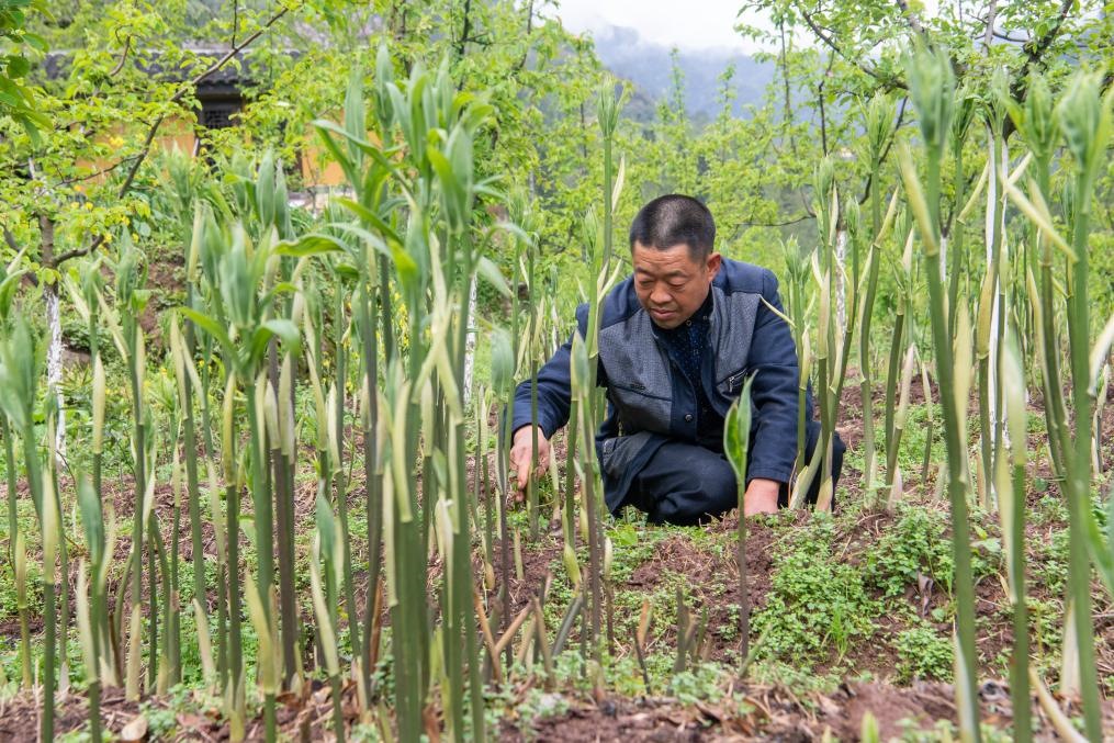 4月14日，村民陳朋在地里管護(hù)種植的黃精。新華社記者 唐奕 攝