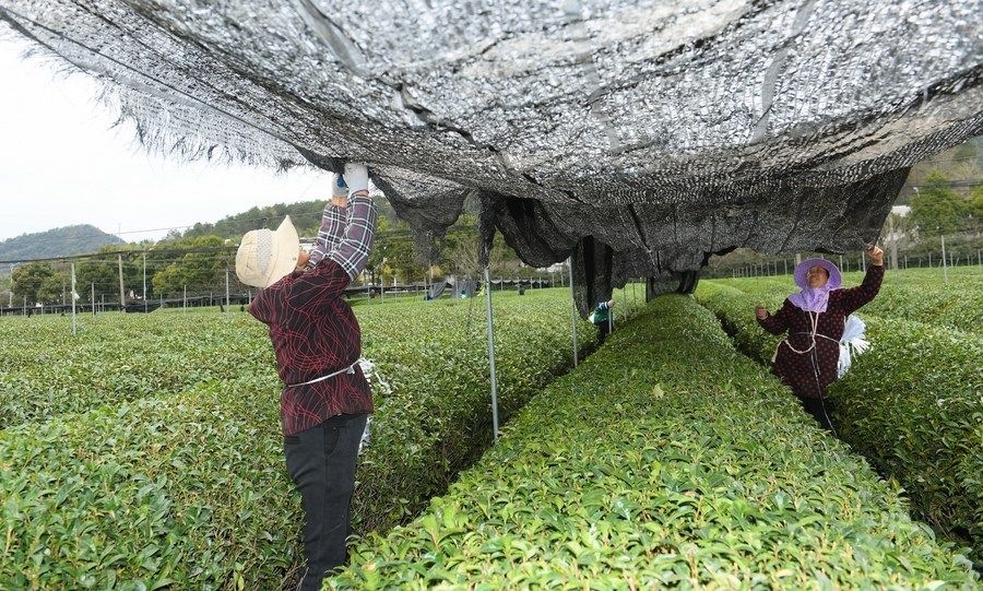  在浙江省紹興市越城區(qū)富盛鎮(zhèn)抹茶生產(chǎn)基地，農(nóng)戶為茶樹(shù)拉遮陽(yáng)網(wǎng)（2023年2月28日攝）。