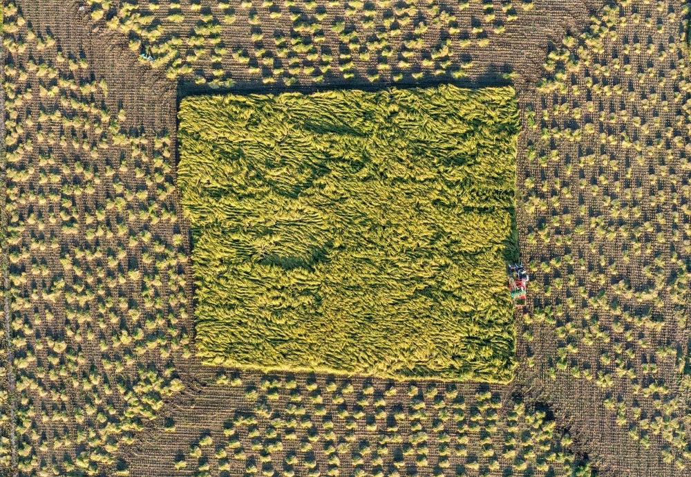 在吉林省舒蘭市平安鎮(zhèn)金星村，農(nóng)民駕駛農(nóng)機(jī)收割水稻（2023年9月21日攝，無人機(jī)照片）。新華社記者 張楠 攝