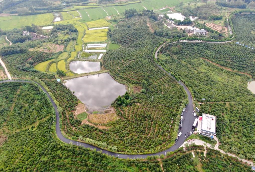 這是2020年8月25日拍攝的河南省光山縣槐店鄉(xiāng)司馬光油茶園（無人機照片）。新華社記者郝源攝
