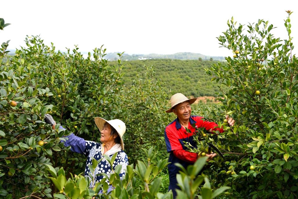 2020年8月25日，村民在河南省光山縣槐店鄉(xiāng)司馬光油茶園內(nèi)勞作。新華社記者郝源攝